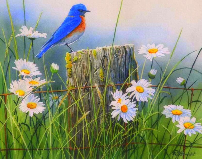 Blue Bird on Post — Serene