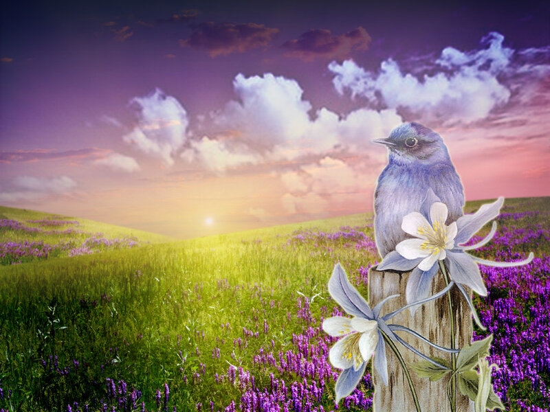 Blue Bird on Post