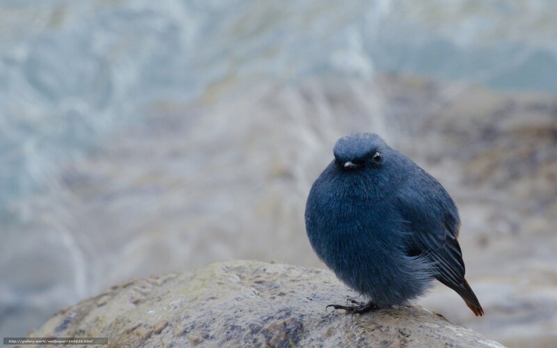 Blue Bird on Rock — Calm