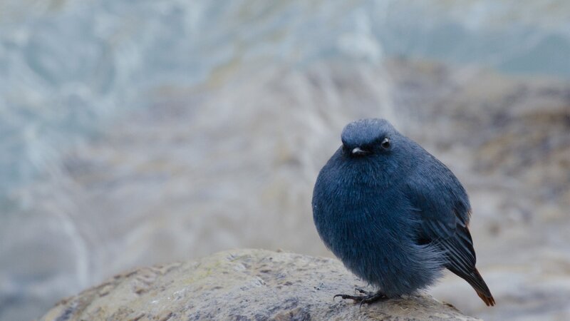 Blue Bird on Rock