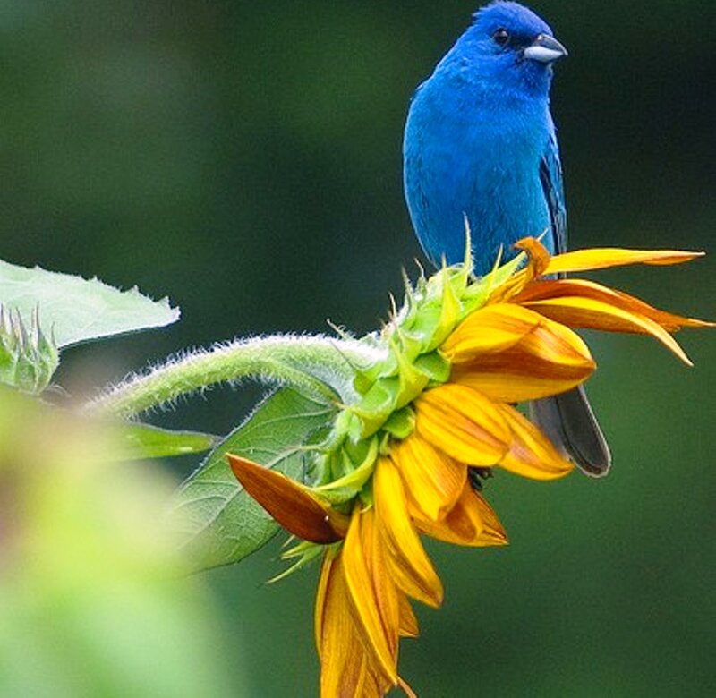 Blue Bird on Sunflower — Calm