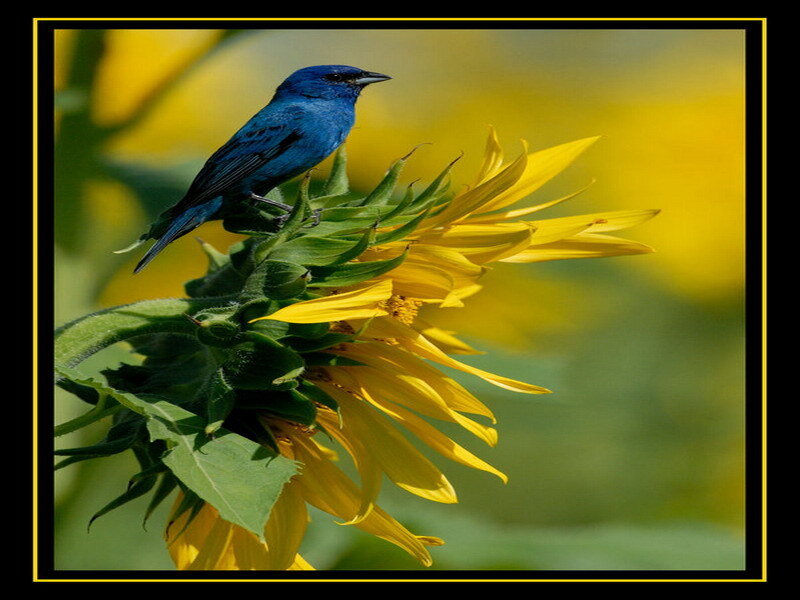 blue bird on sunflower