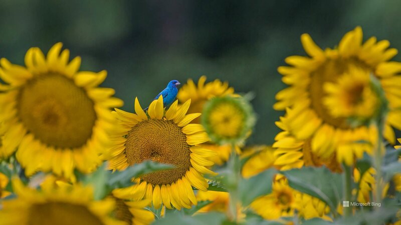 Blue Bird on Sunflower — Yellow