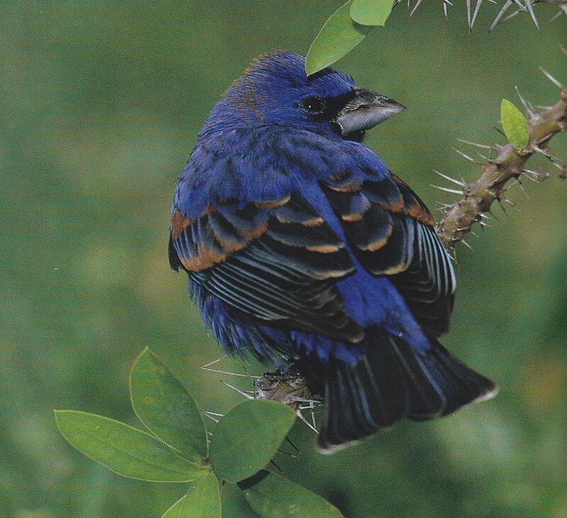 Blue Bird on Thorny Branch