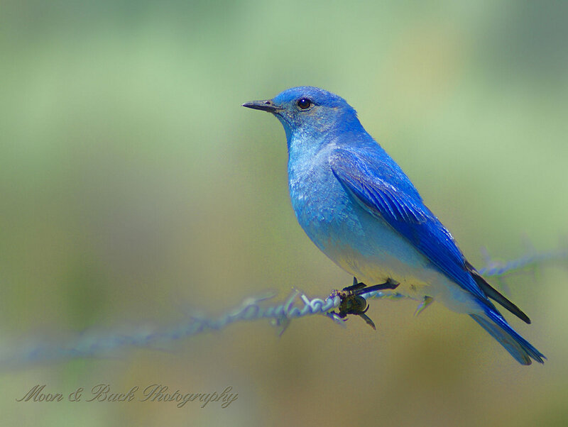 Blue Bird on Wire — Calm, Photograph