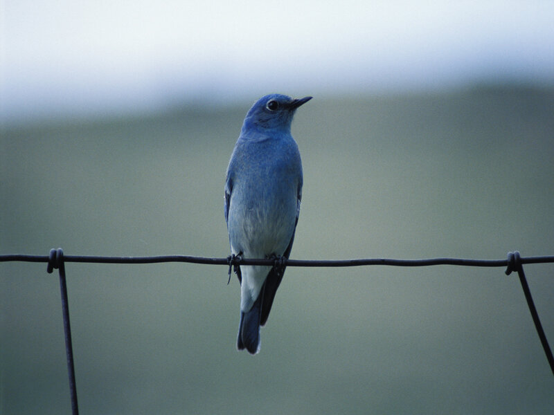 Blue Bird on Wire — Calm