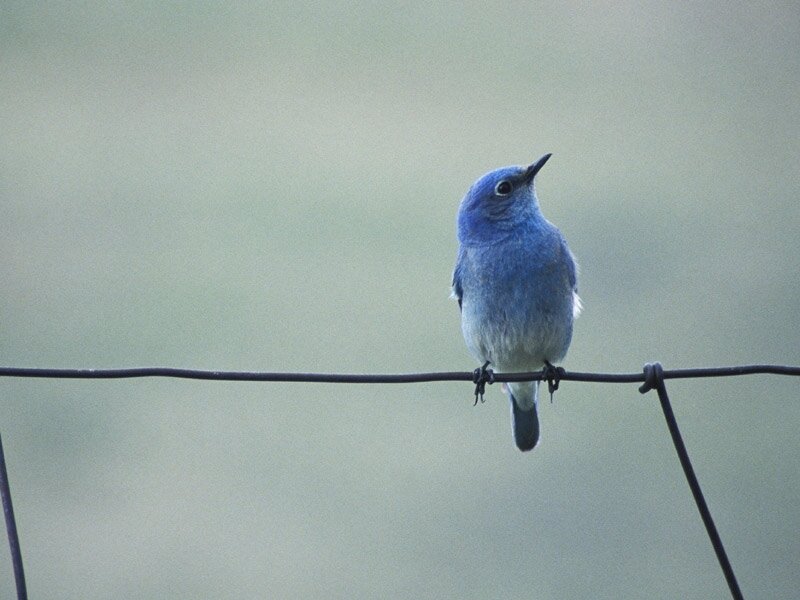 Blue Bird on Wire