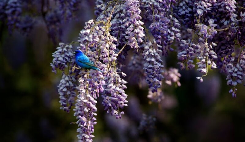 Blue Bird on Wisteria