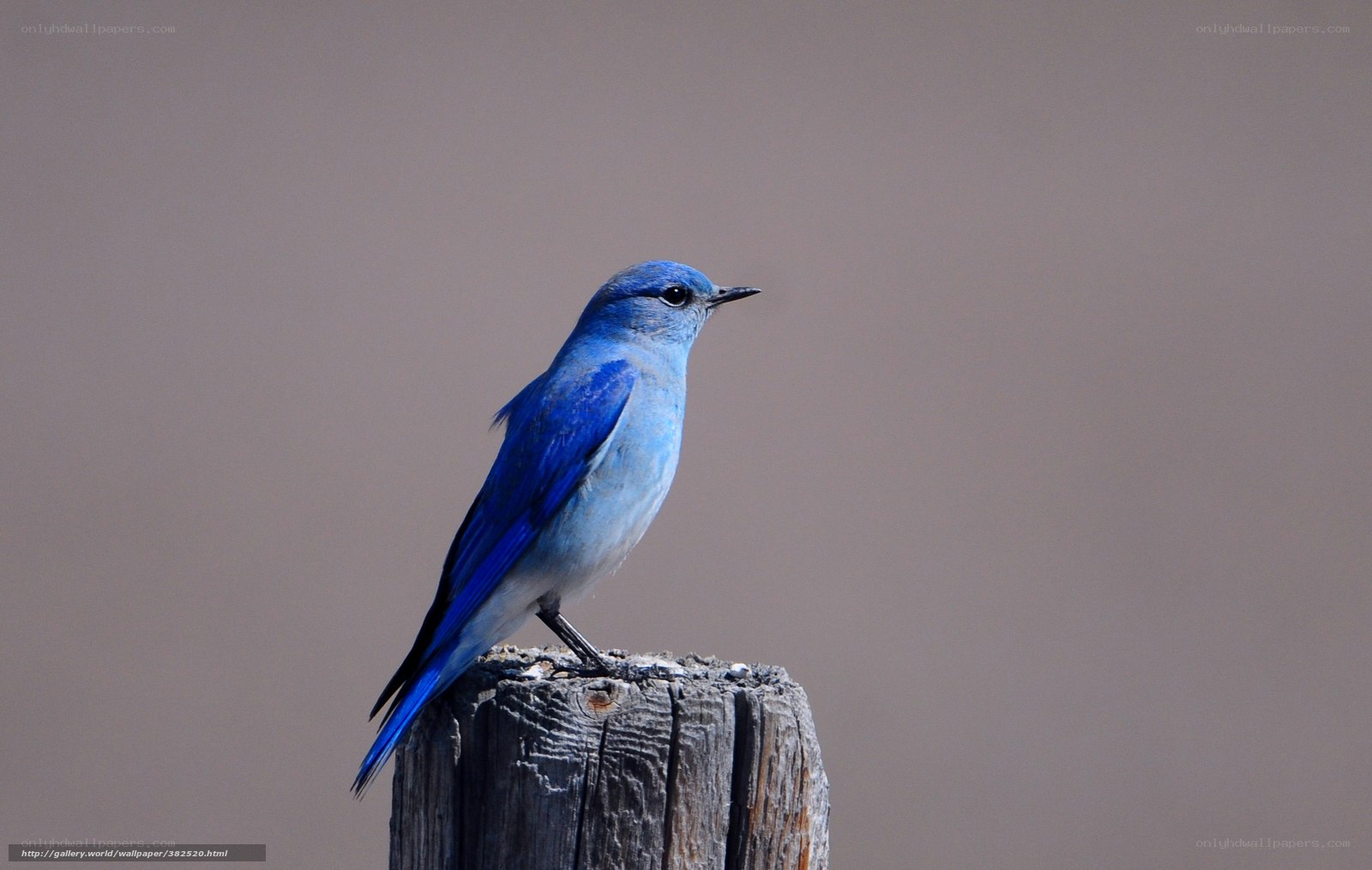 blue bird on wooden post