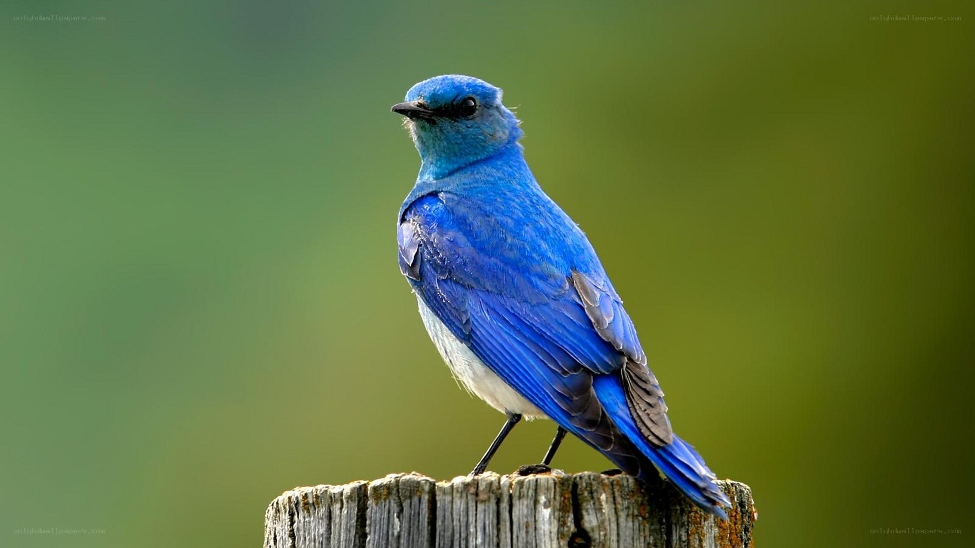 blue bird on wooden post