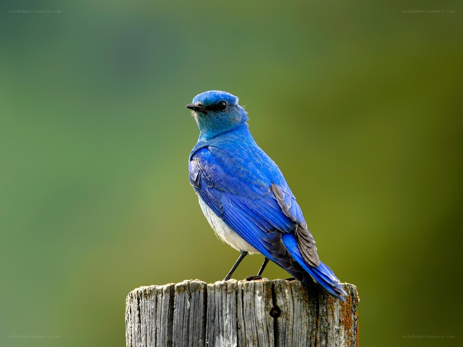 blue bird on wooden post
