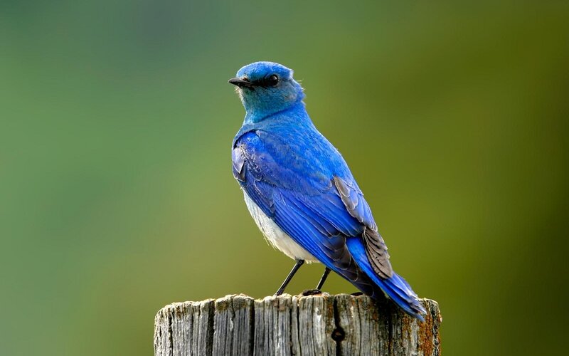 blue bird on wooden post