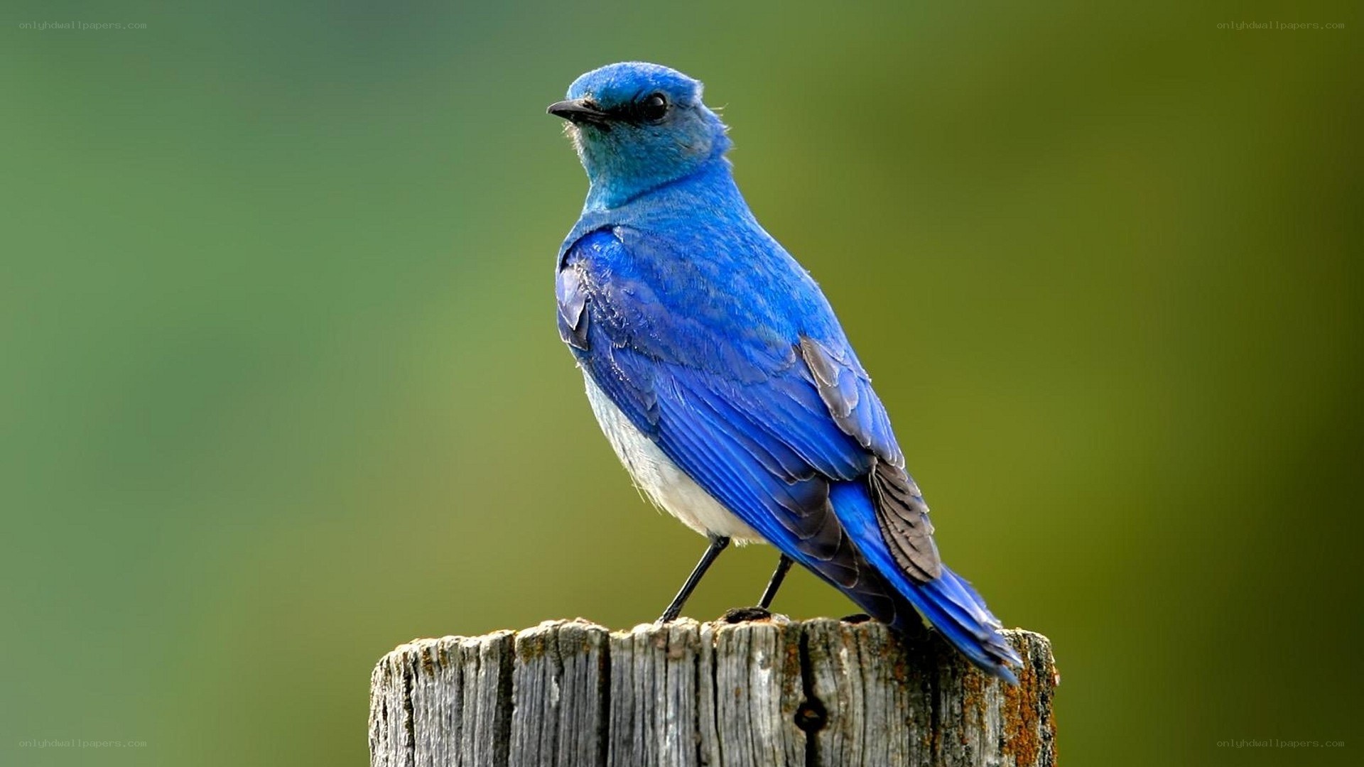 blue bird on wooden post