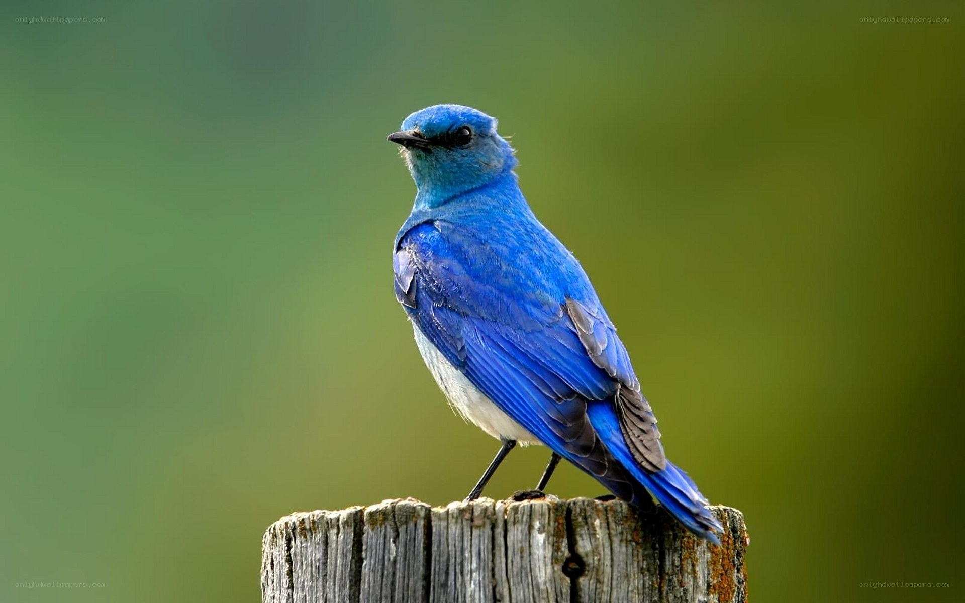 blue bird on wooden post