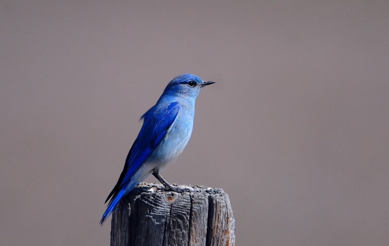 blue bird on wooden post