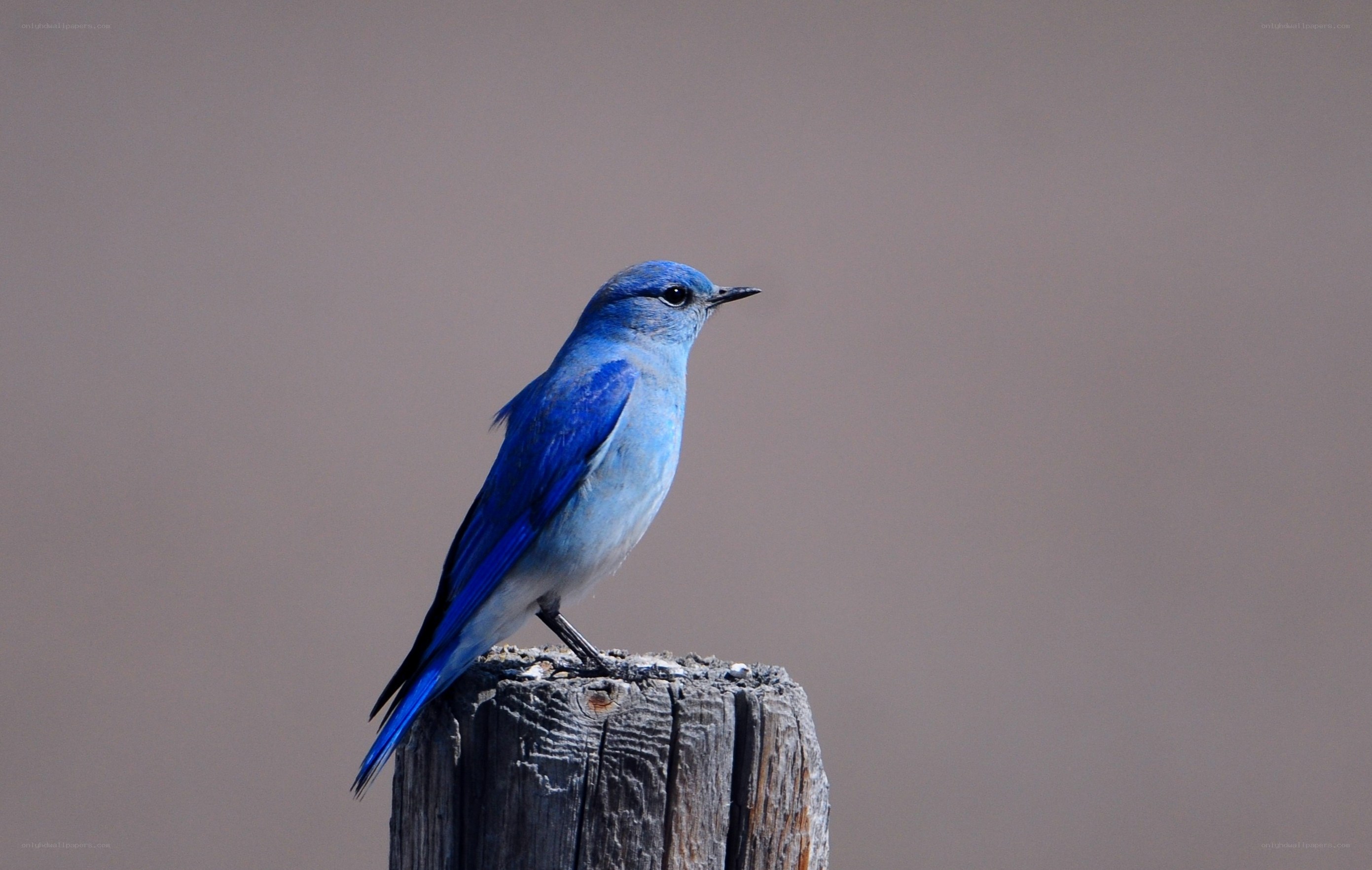 blue bird on wooden post