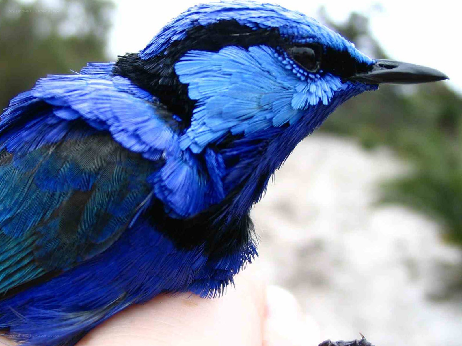 blue bird perched on hand