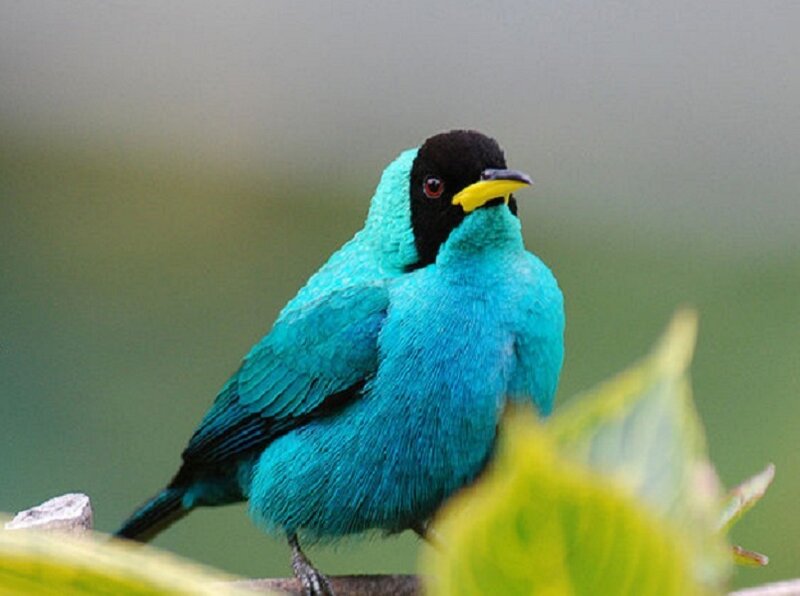 blue bird with black head