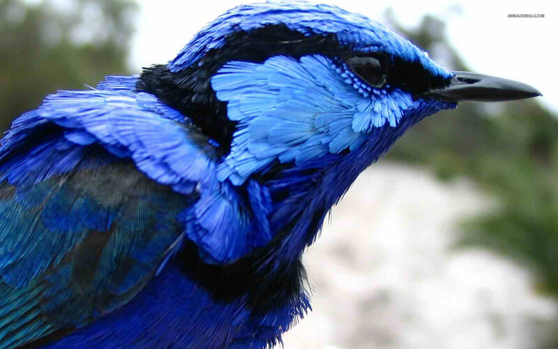 Blue Bird with Black Markings
