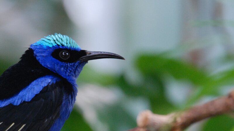 Blue Bird with Black Wings