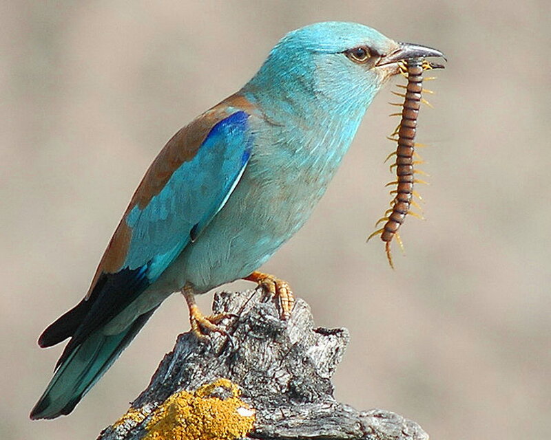 Blue Bird with Centipede