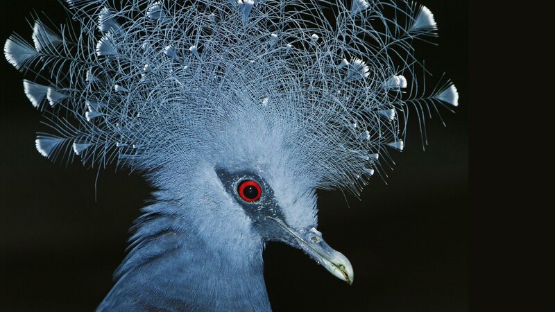 Blue Bird with Crest — Dramatic