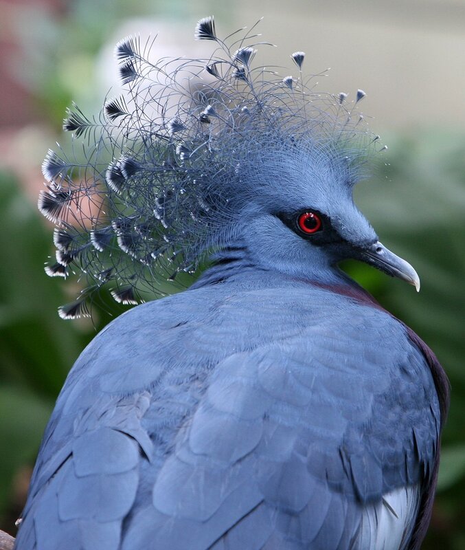 Blue Bird with Crest