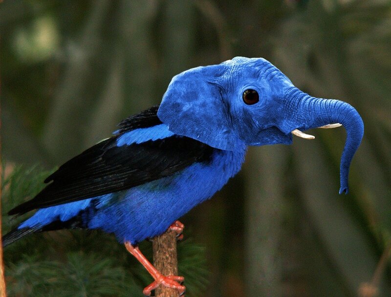blue bird with elephant head