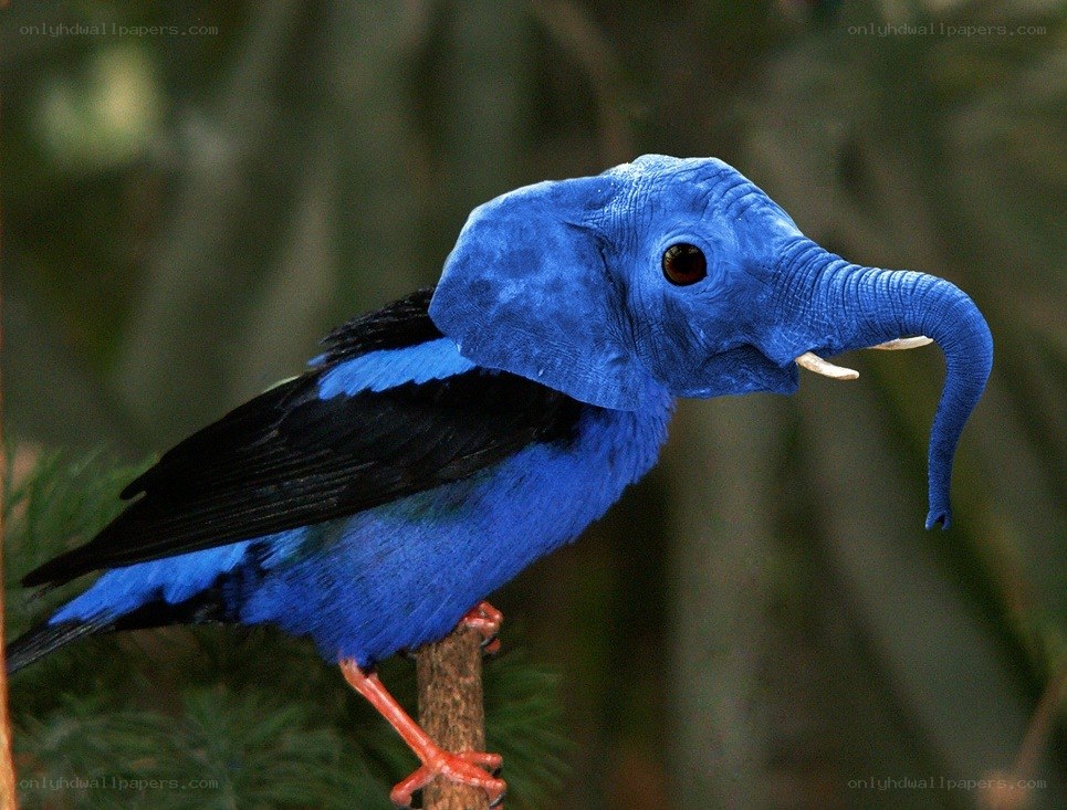 blue bird with elephant head