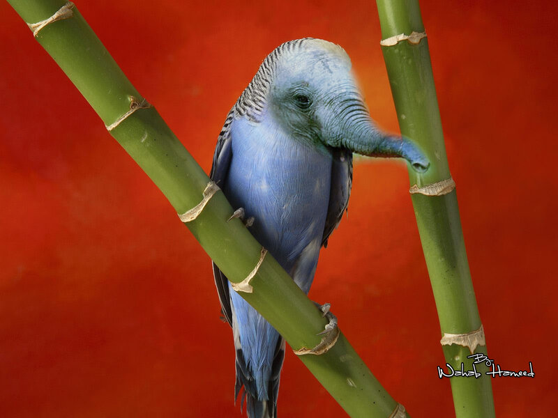 Blue Bird with Elephant Trunk