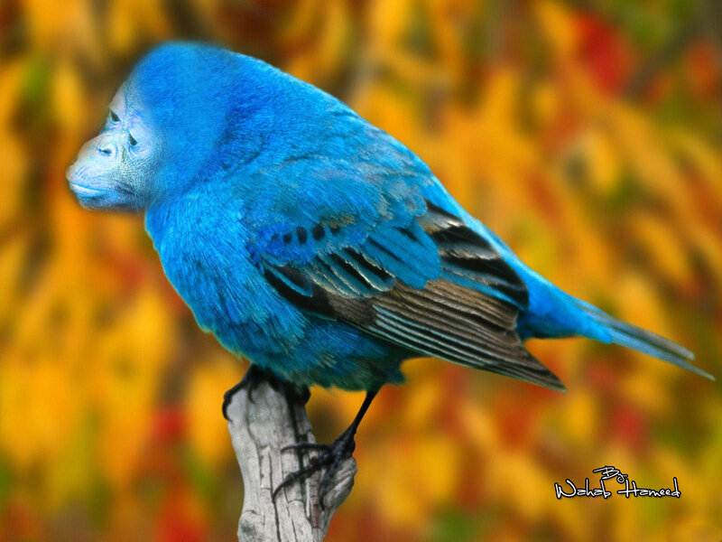 Blue Bird with Monkey Face