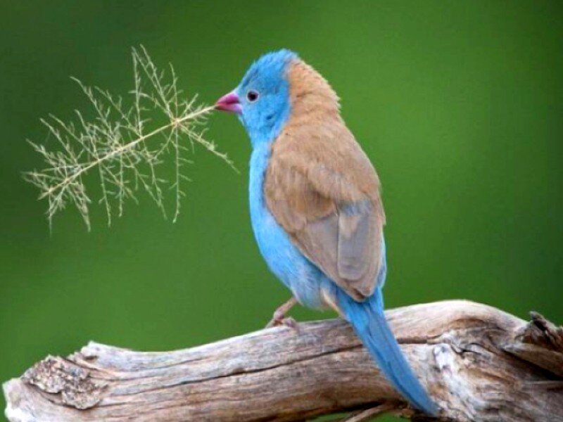 blue bird with nesting material