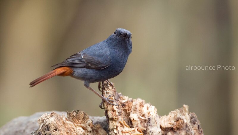 blue bird with orange tail
