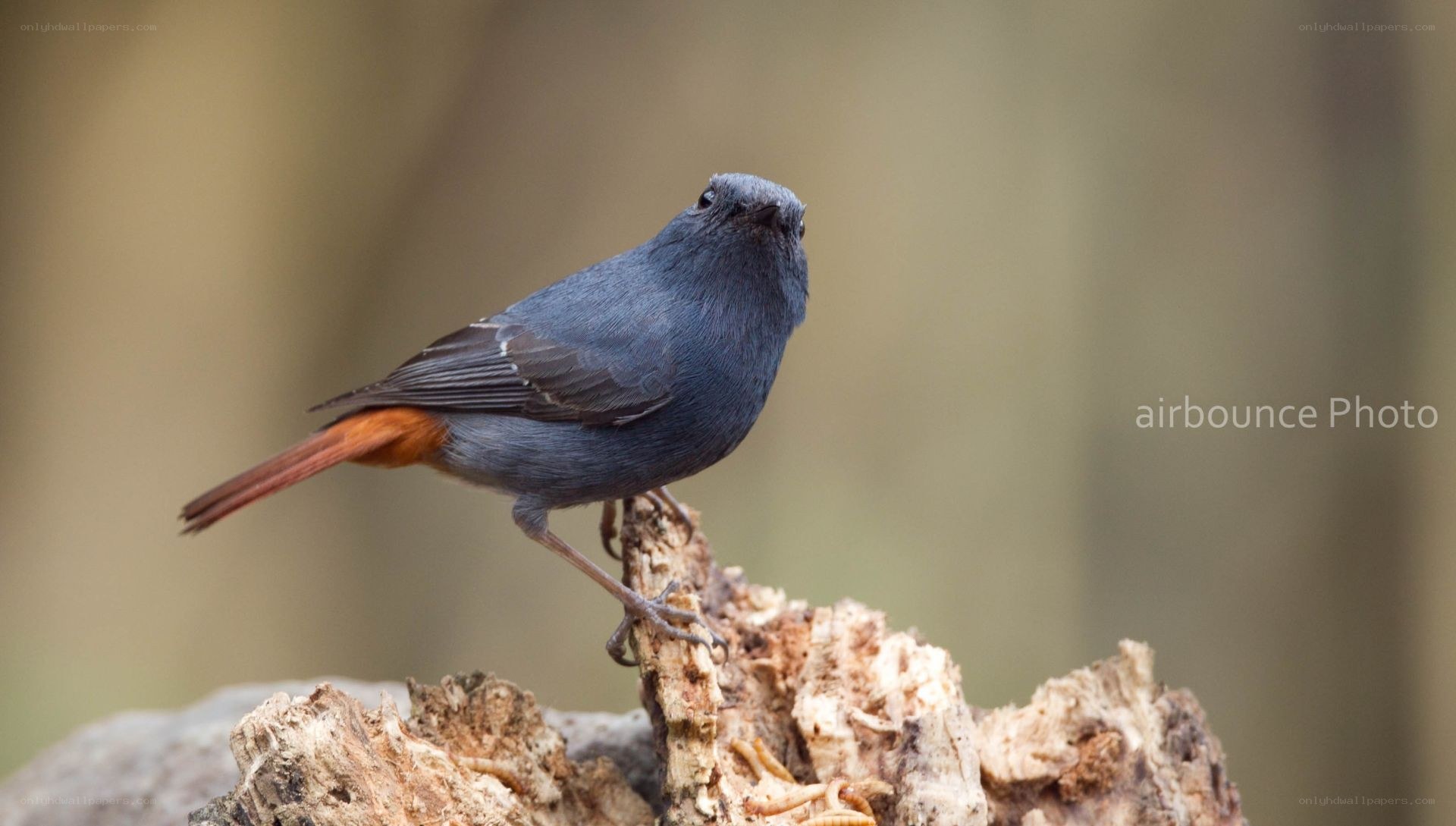 blue bird with orange tail
