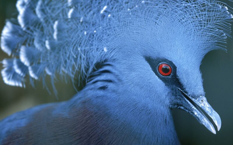 Blue Bird with Red Eye