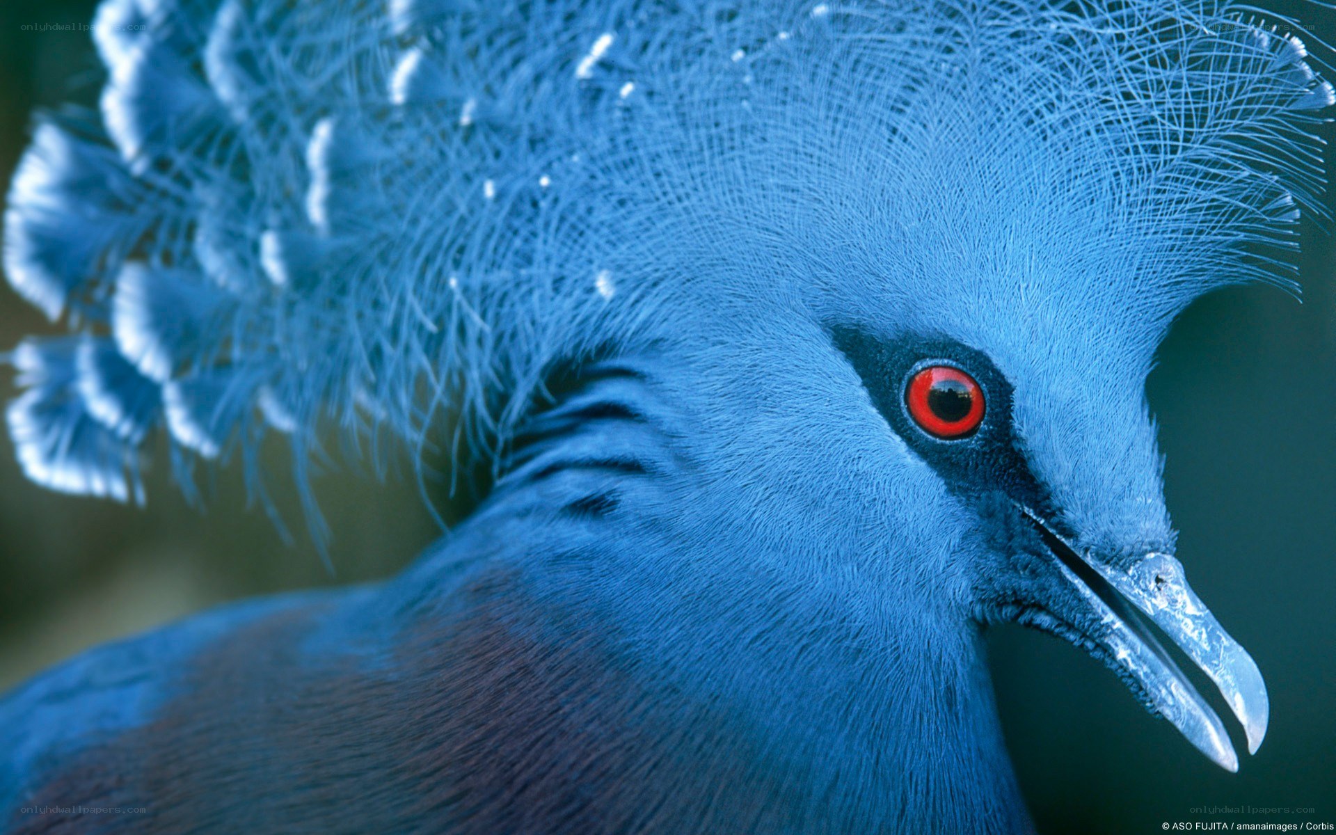 Blue bird with red eyes