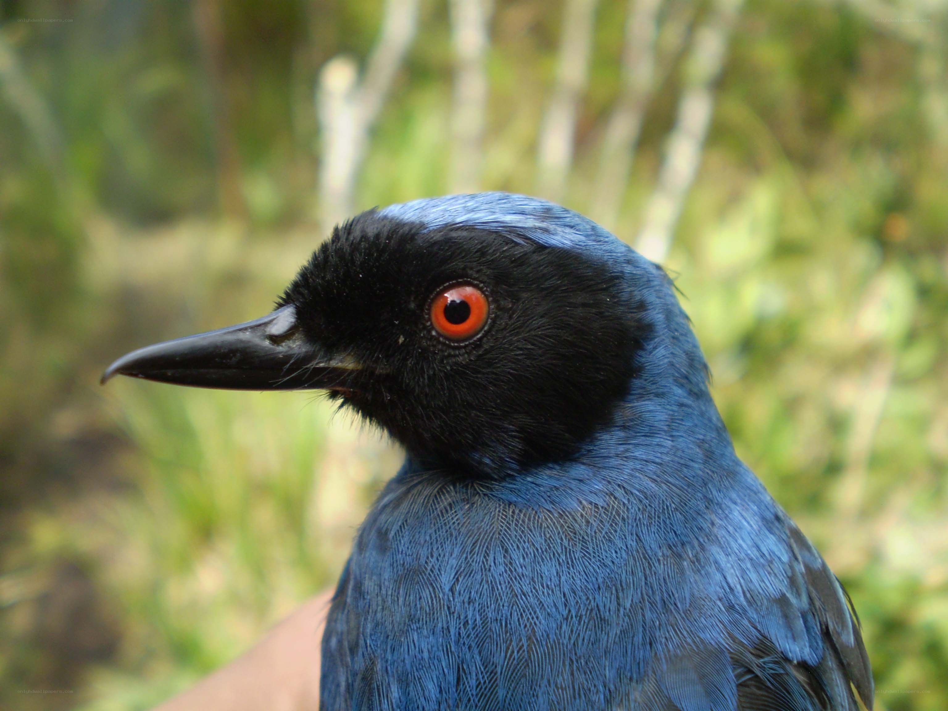 blue bird with red eyes