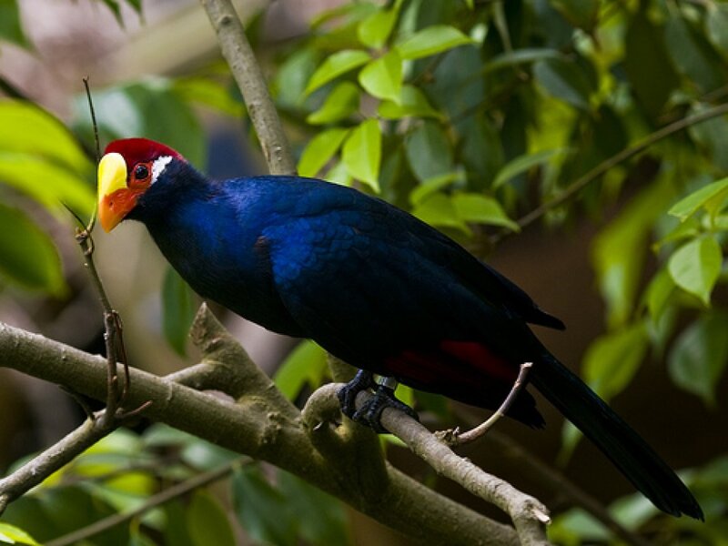 Blue Bird with Red Head