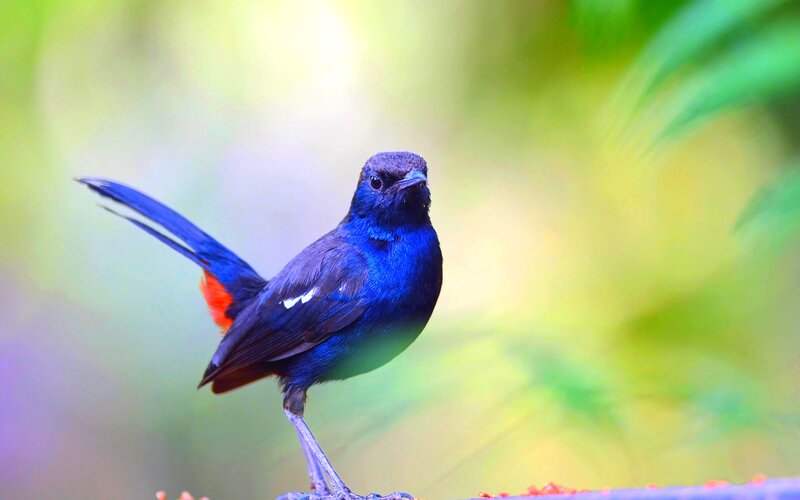 Blue Bird with Red Tail — Natural