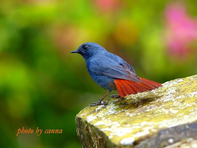 blue bird with red tail