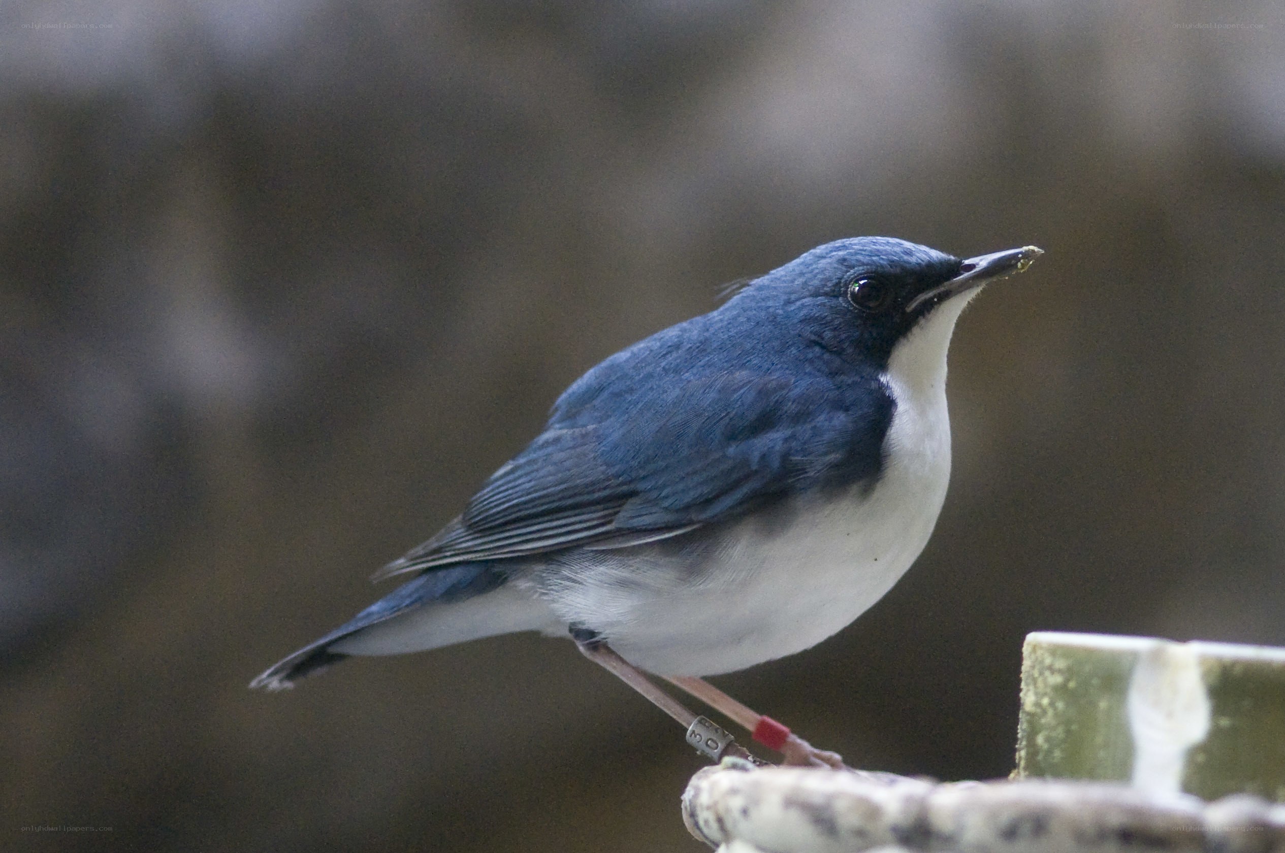 blue bird with white chest