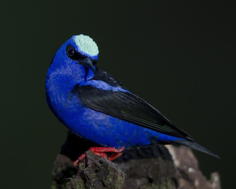 Blue Bird with White Crown