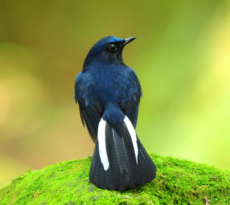 Blue Bird with White Tail