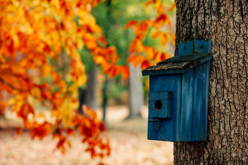 Blue Birdhouse on Tree