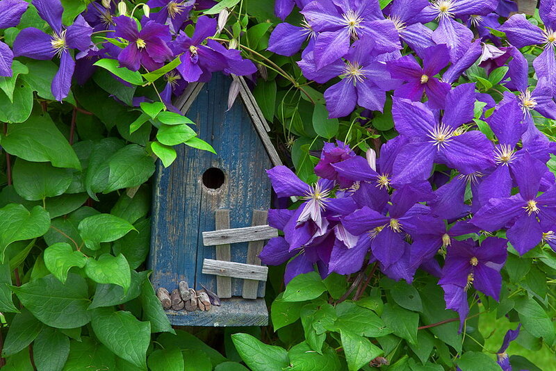 Blue Birdhouse with Clematis