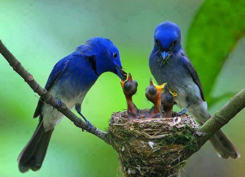Blue Birds Feeding Chicks — Serene
