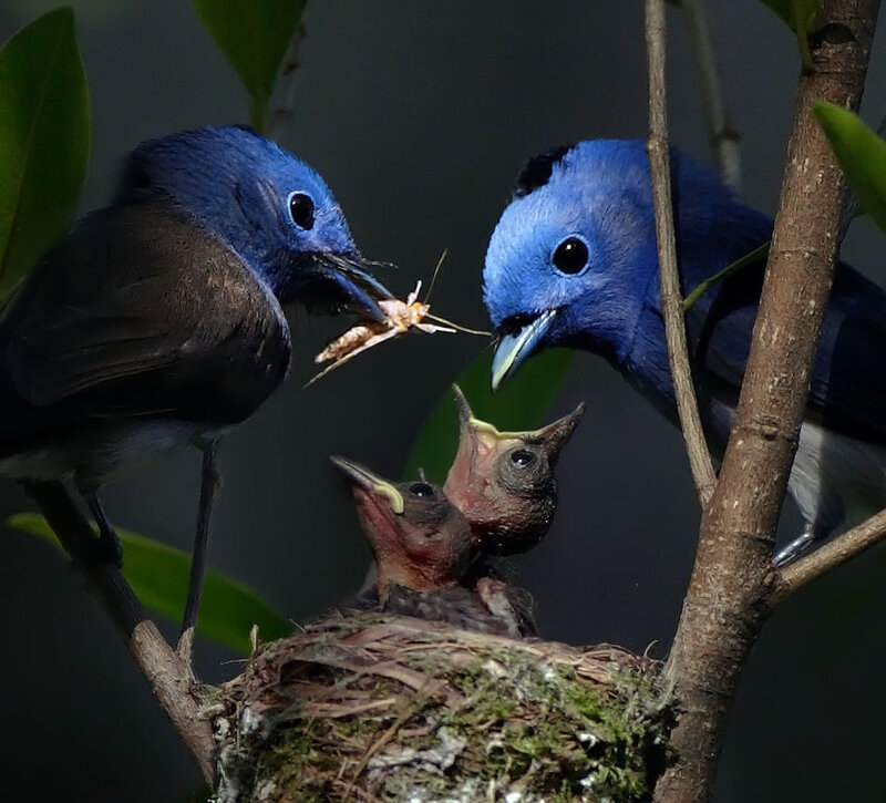 Blue Birds Feeding Chicks