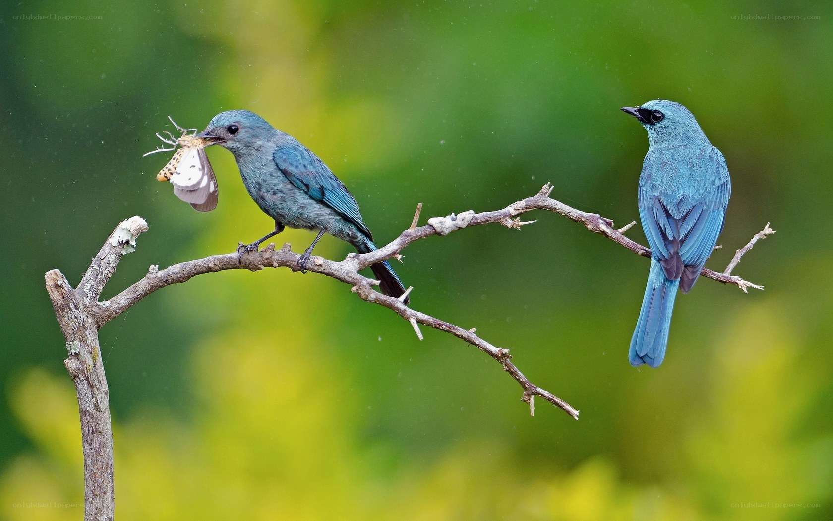 Blue birds on a branch