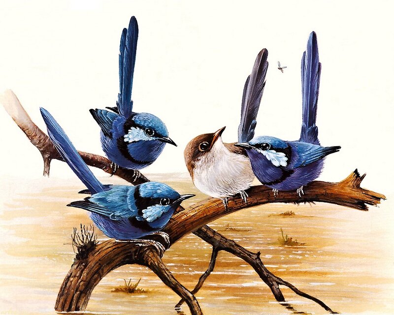 Blue Birds on Branch — Calm