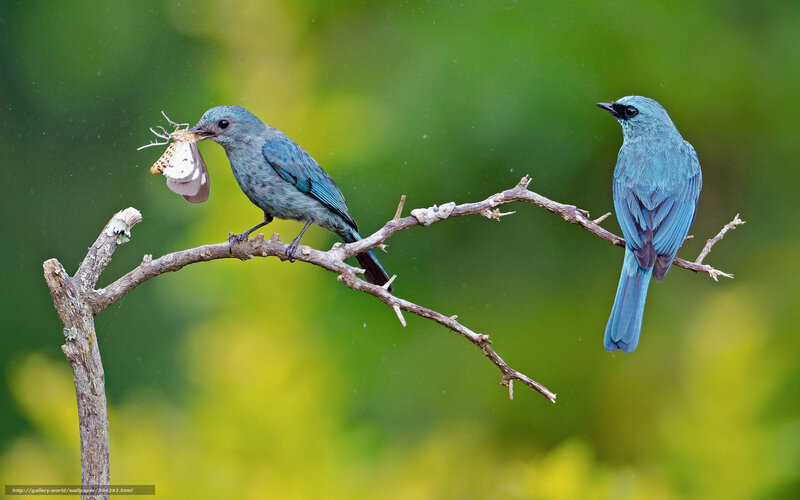 Blue Birds on Branch — Natural